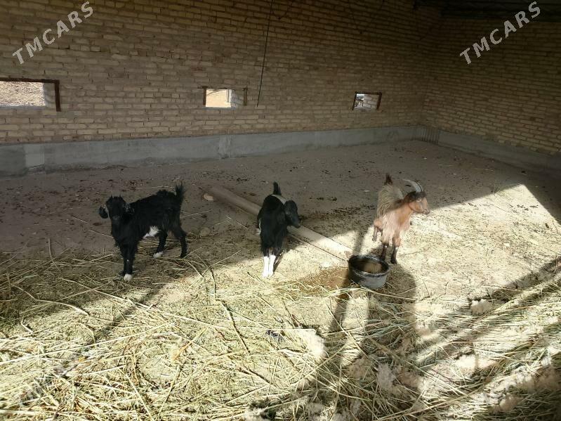 geci owlak hemesi sagdyn ukol - Фарап - img 2