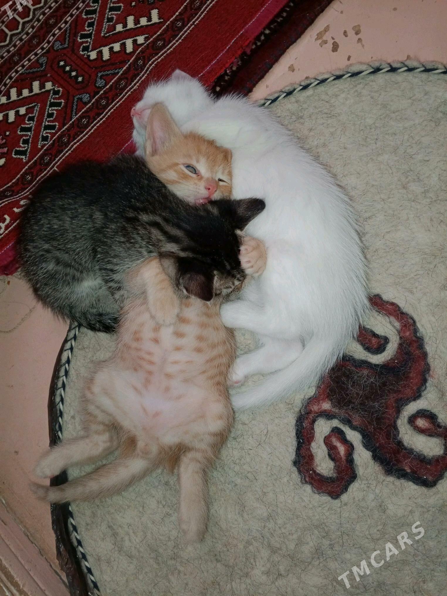 Pişijekler - Türkmenbaşy - img 2