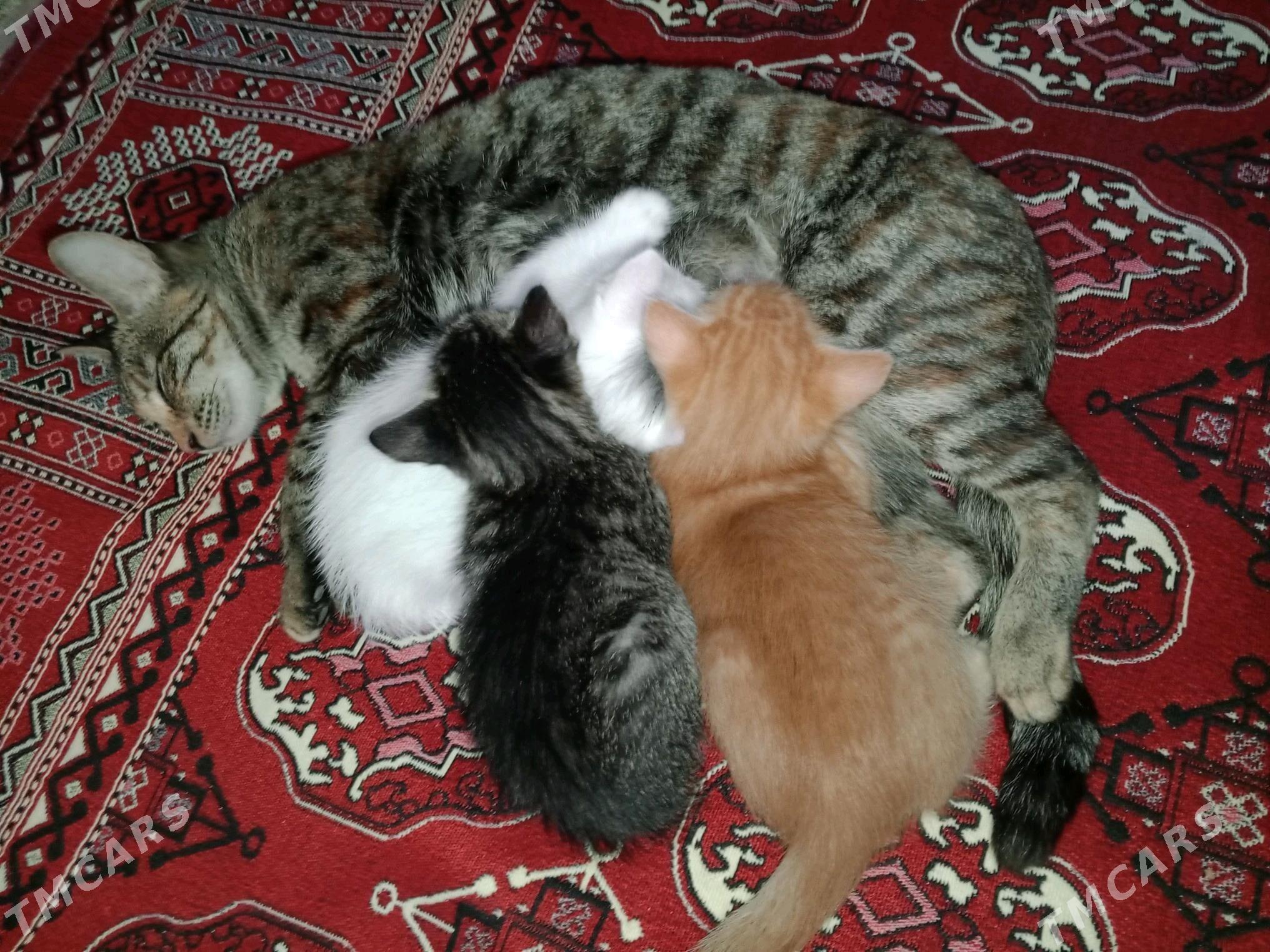 Pişijekler - Türkmenbaşy - img 3
