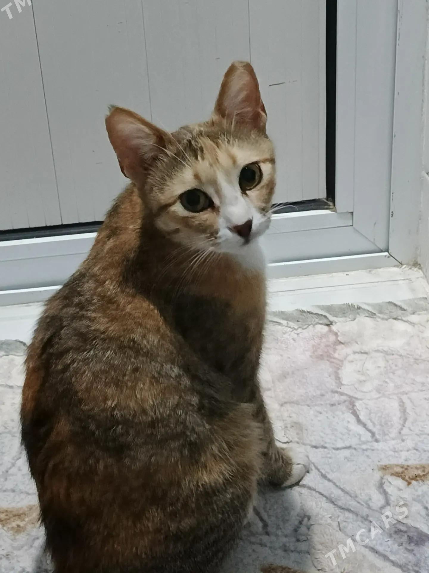 трёх цветка стерилизованная - Ашхабад - img 2