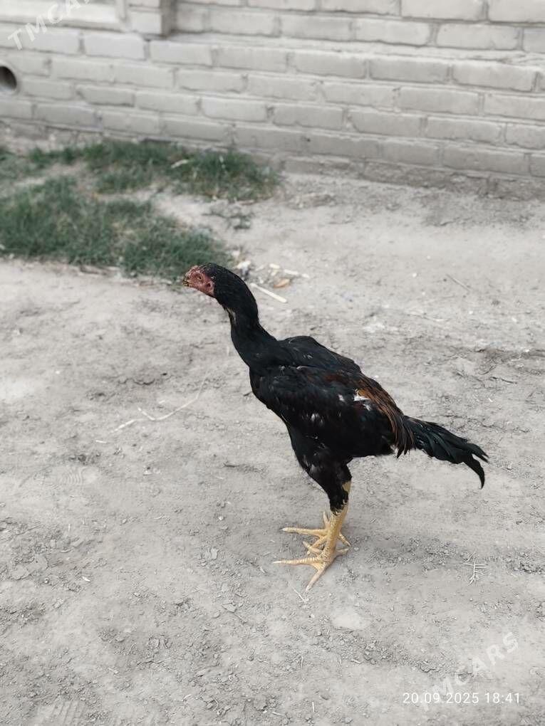 horaz - Şabat etr. - img 5