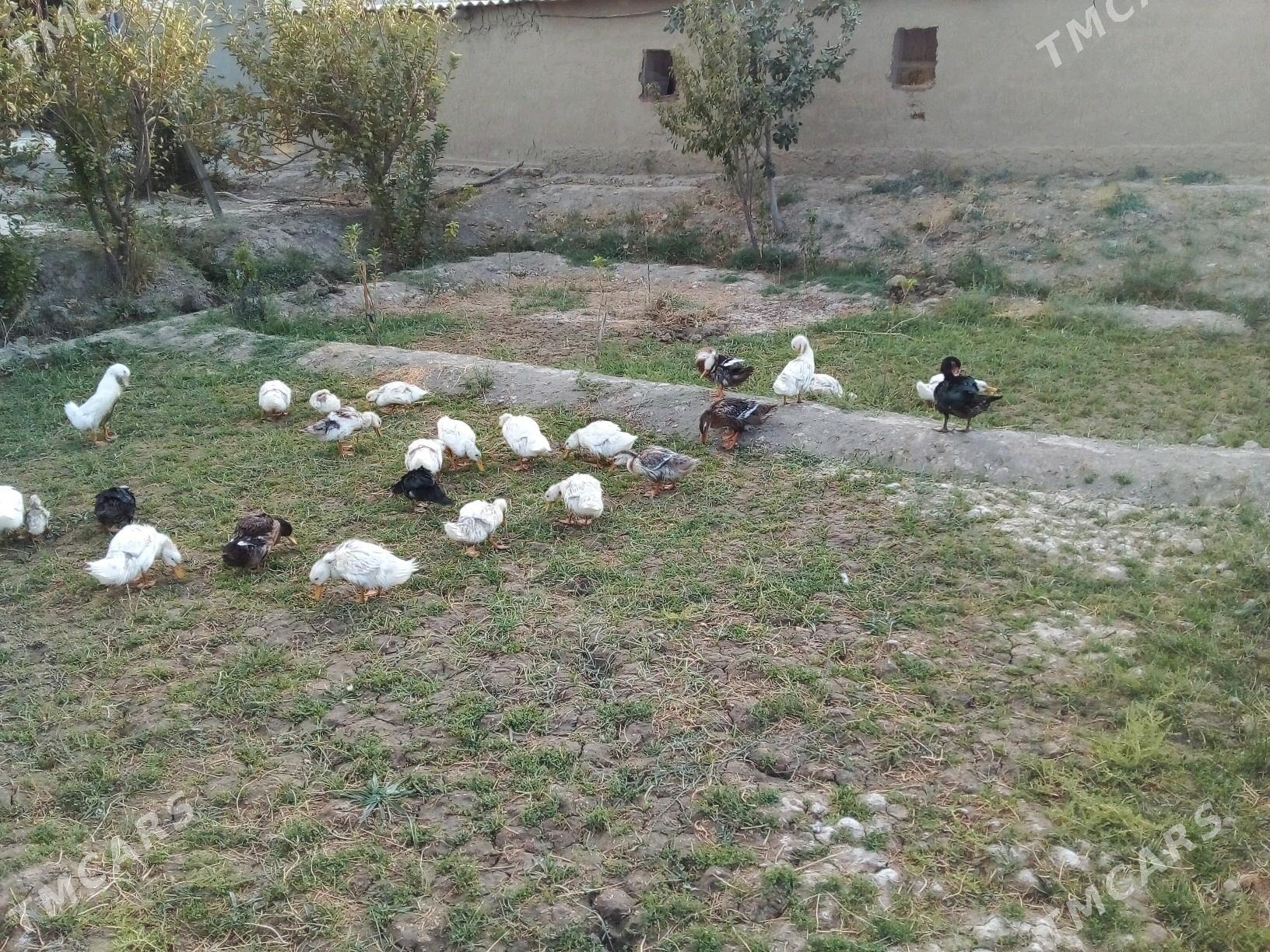 ördek gak gak - Кака - img 3