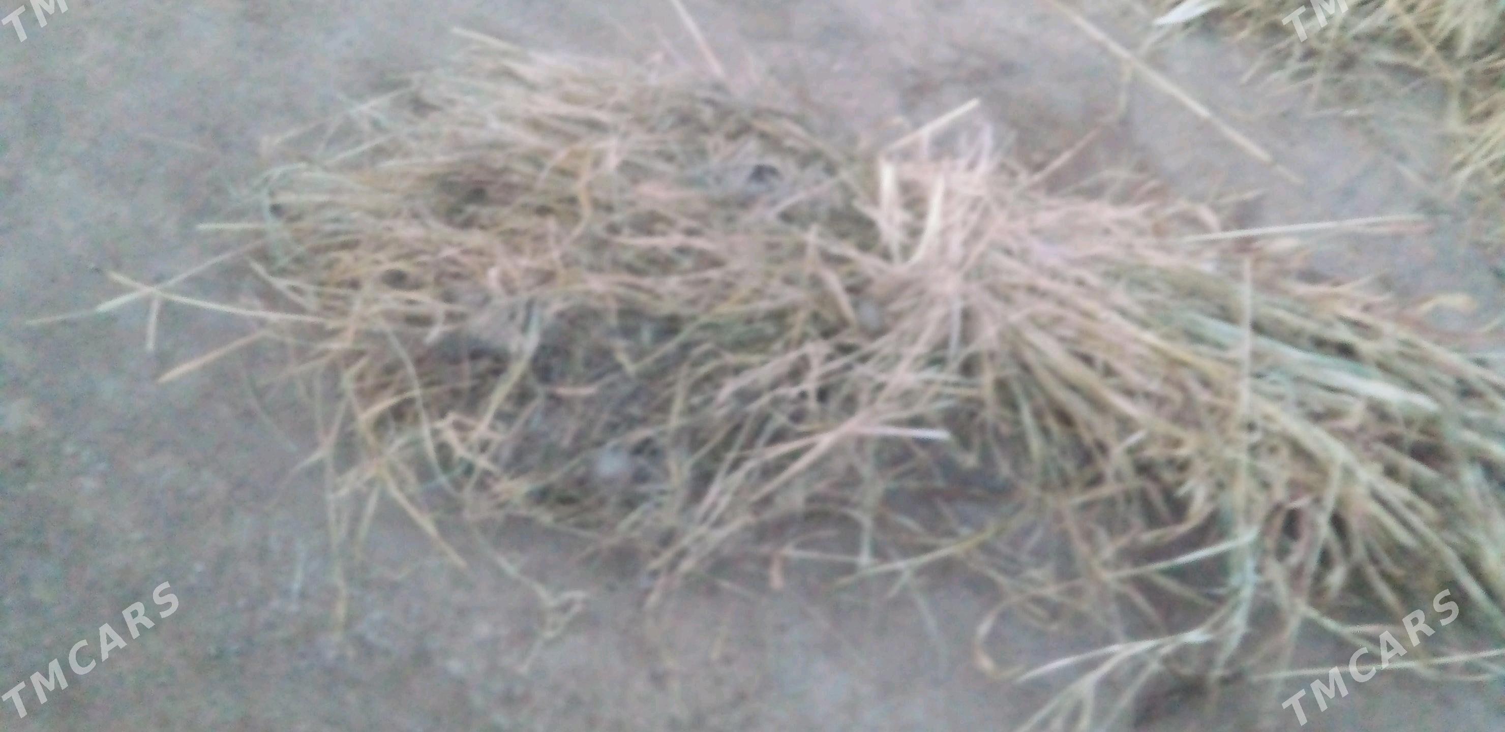 mal ot - Дашогуз - img 2