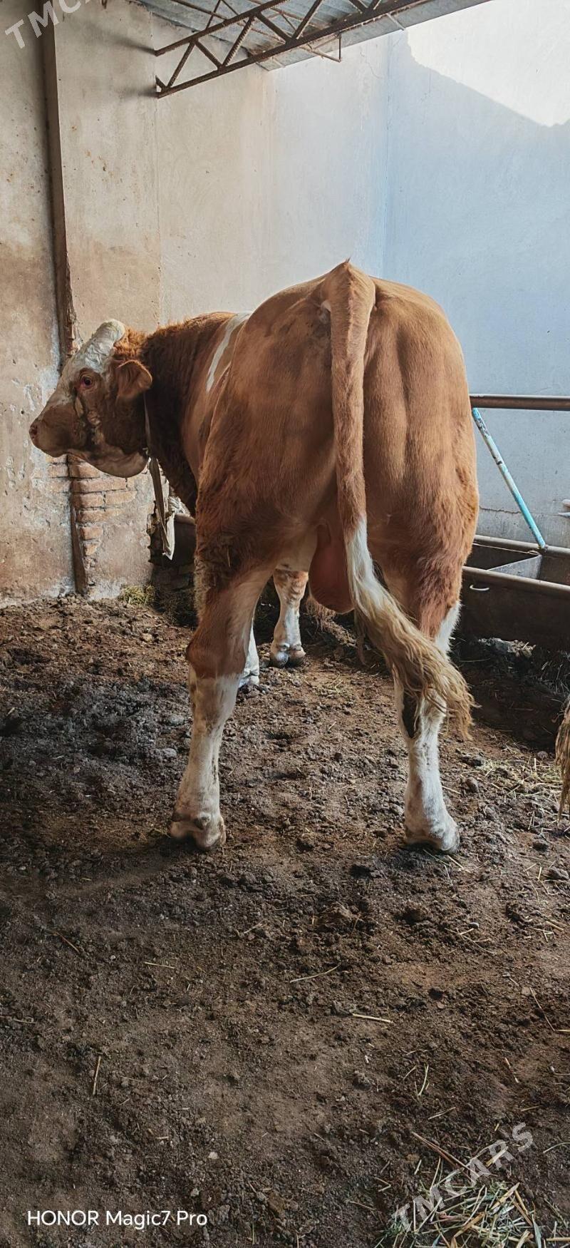 Оригинал fleckvieh okuzler - Türkmenabat - img 2