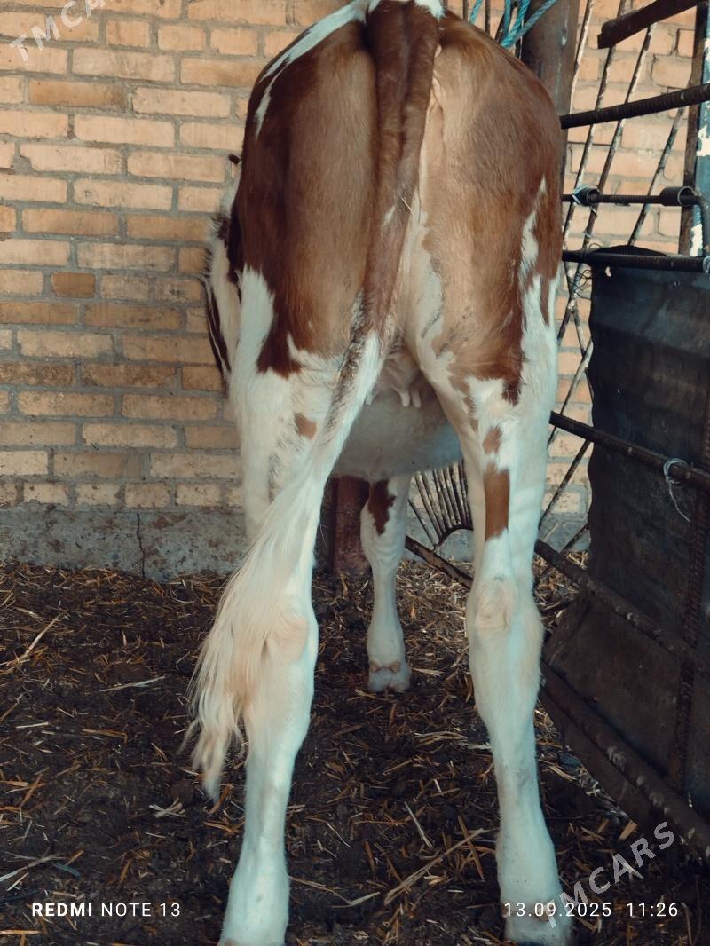 simmental fleckvieh unajyn - Türkmenabat - img 2