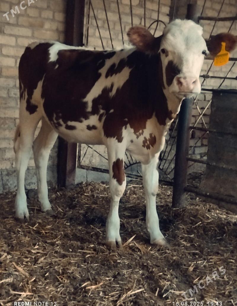 simmental fleckvieh unajyn - Türkmenabat - img 3