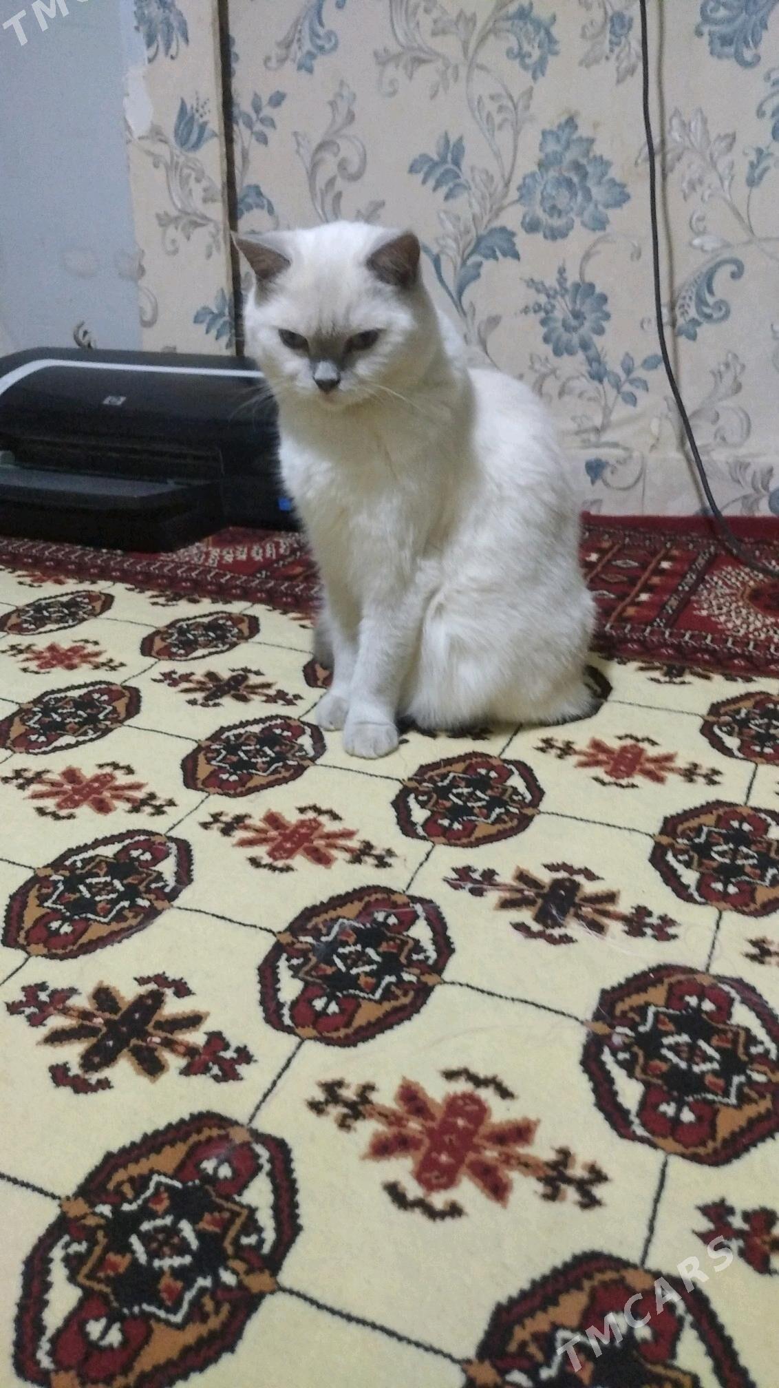 pişik - Ашхабад - img 2