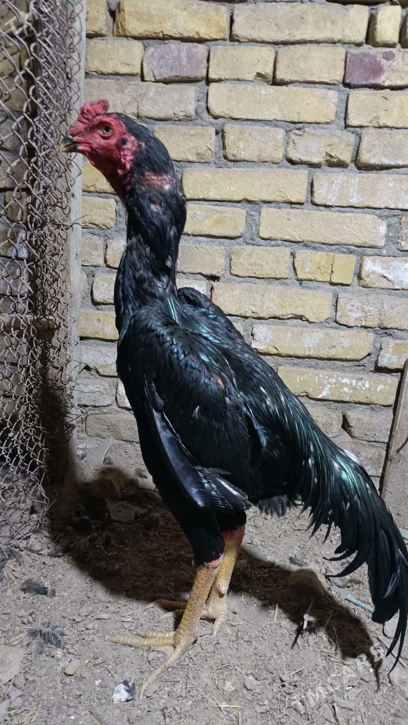 horaz - Kerki - img 2