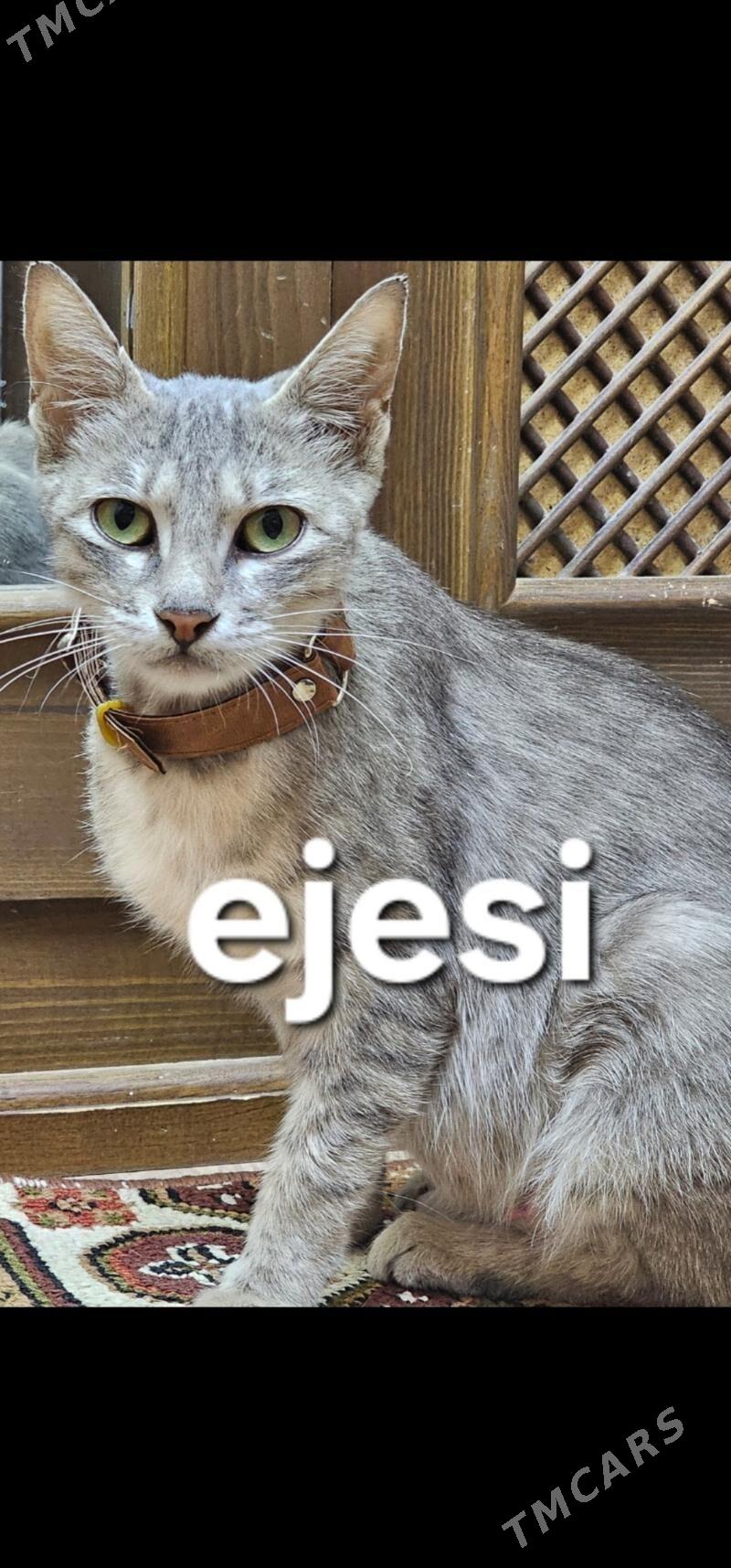 pişik,кошка - Дашогуз - img 4