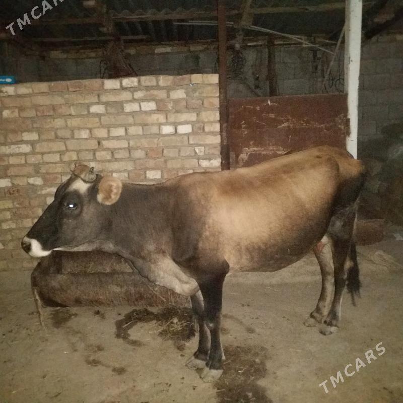 Şiwes bogaz Sygyr - Кака - img 2