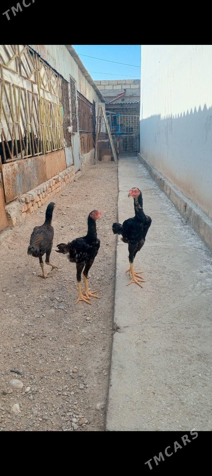 Juyje - Balkanabat - img 3