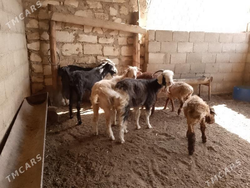 geçi we çebiş - Balkanabat - img 2