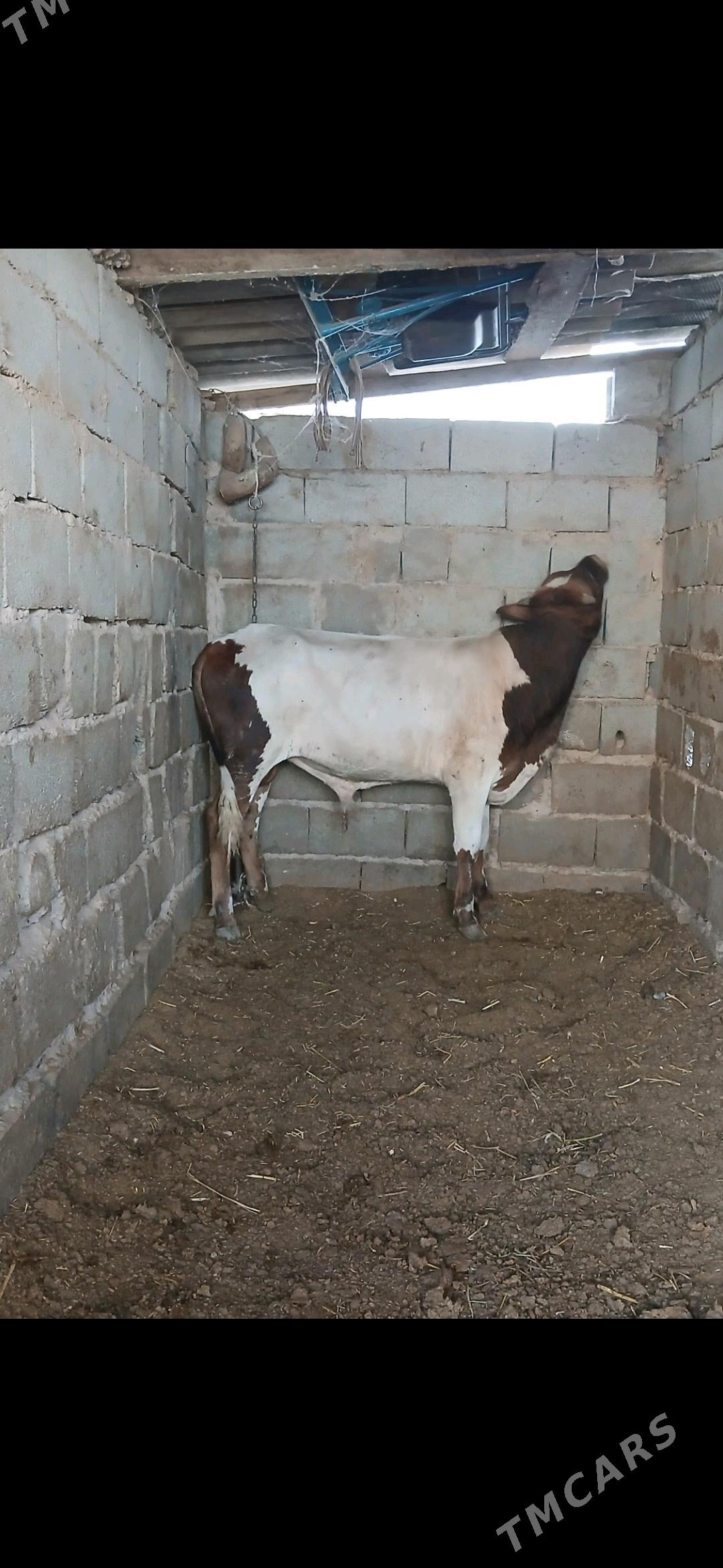 öküz - Gyzylarbat - img 3