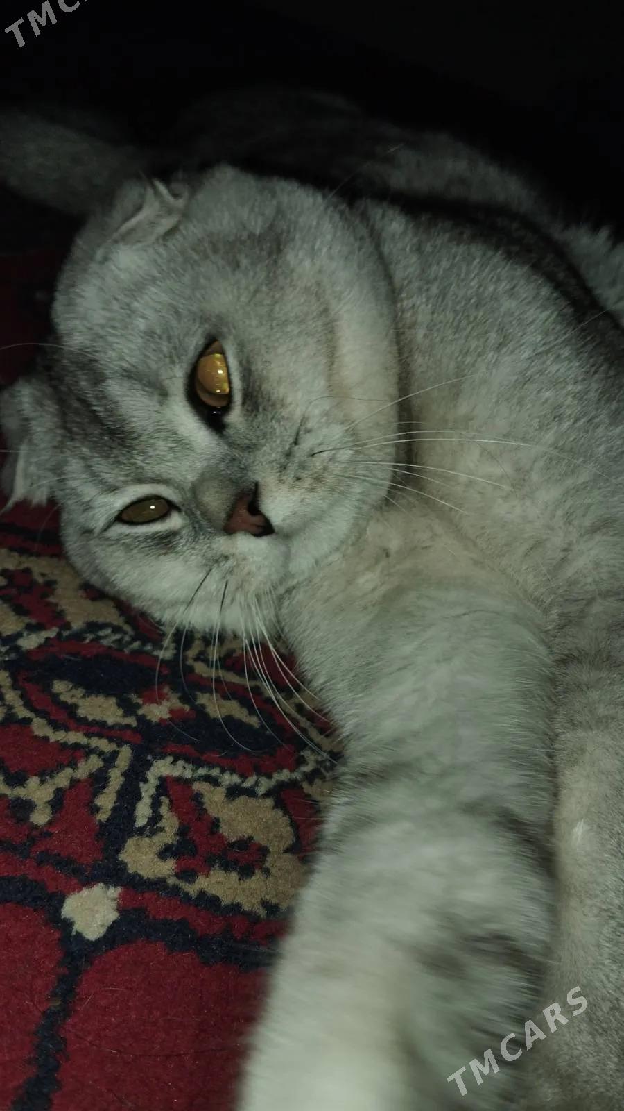 кот - Türkmenabat - img 3