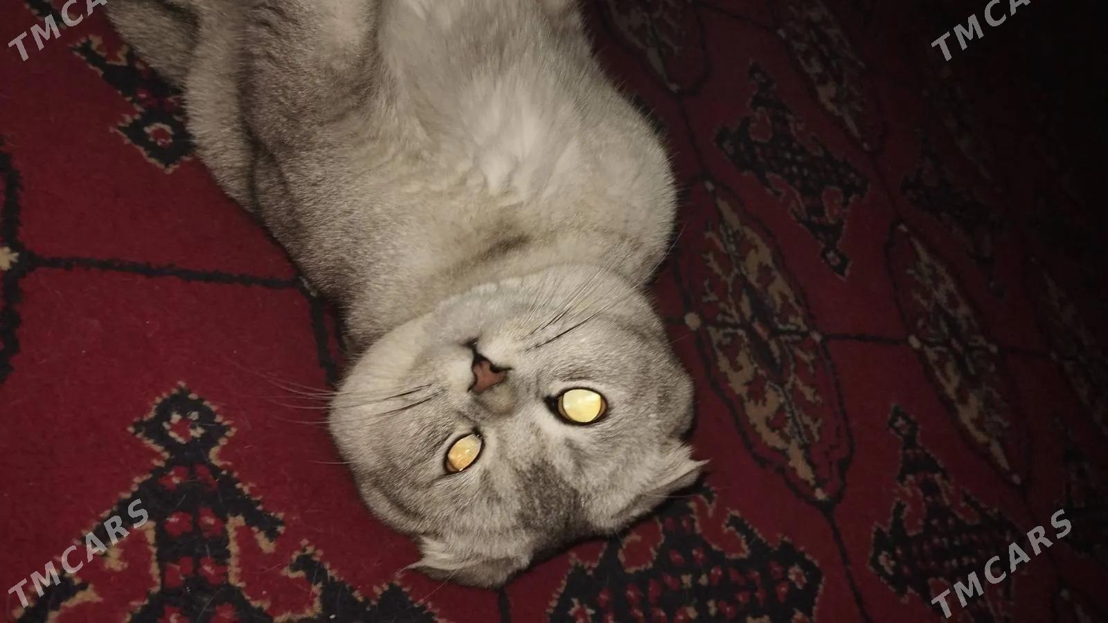 кот - Türkmenabat - img 2