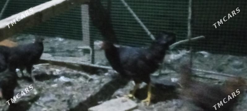 arasa gigat jujeler - Çärjew - img 7