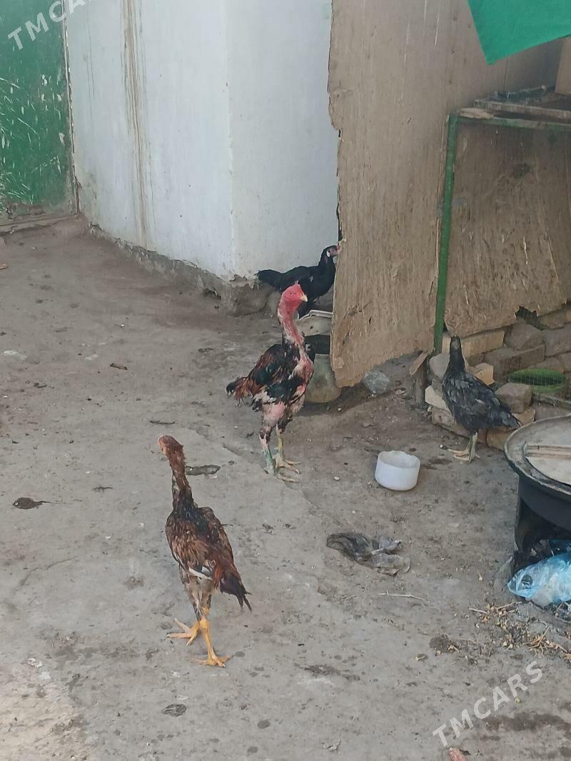BAÝSOWYÝ HORAZ JÜÝJELER BN - Türkmenabat - img 2