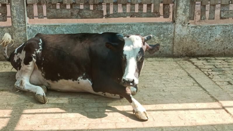 крупный рогатый скот - Бузмеин - img 4