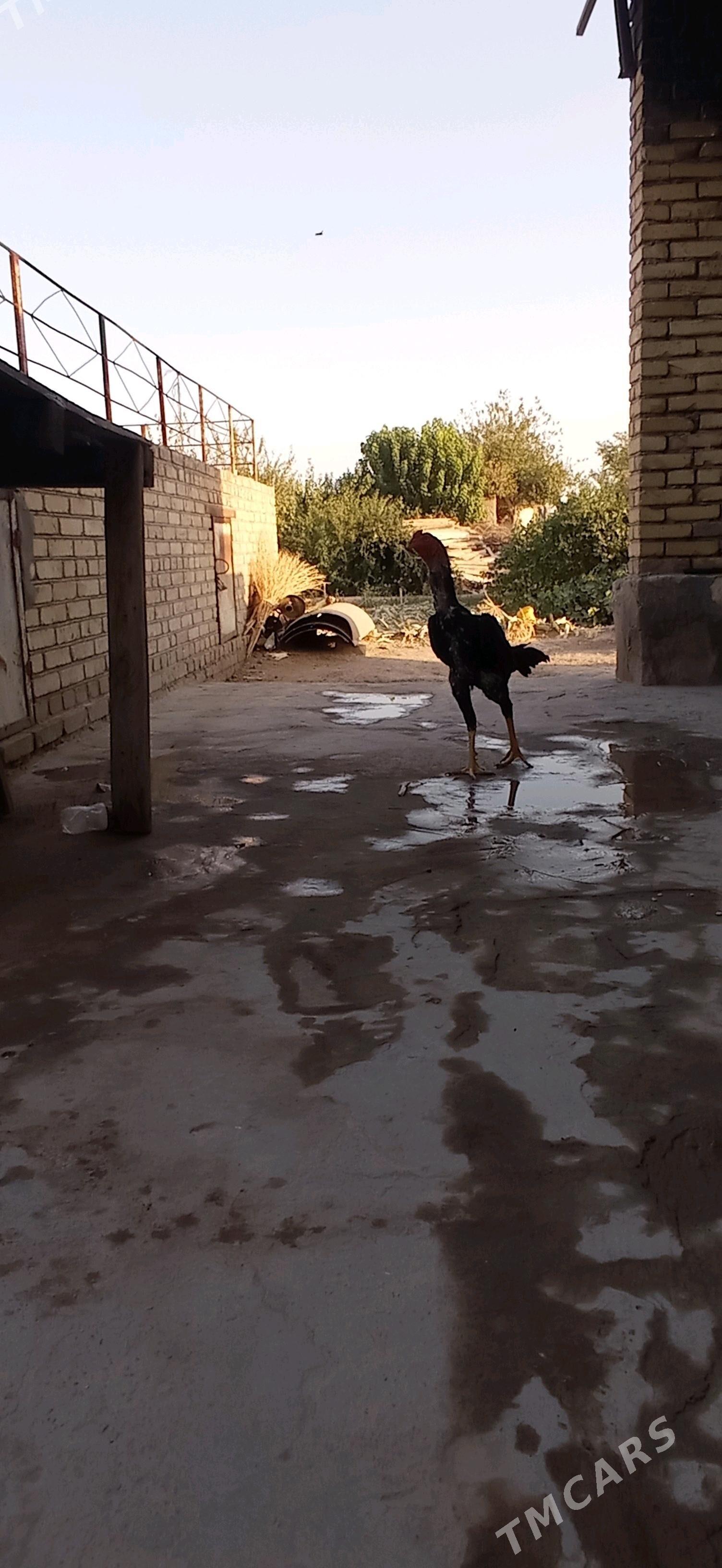 baysy - Hojambaz - img 3