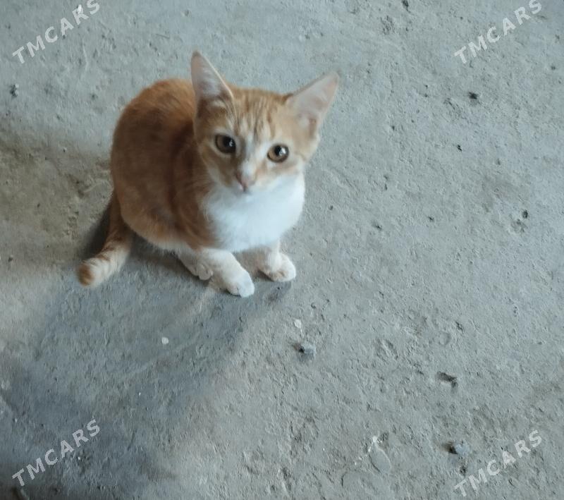 Piśik - Çärjew - img 2