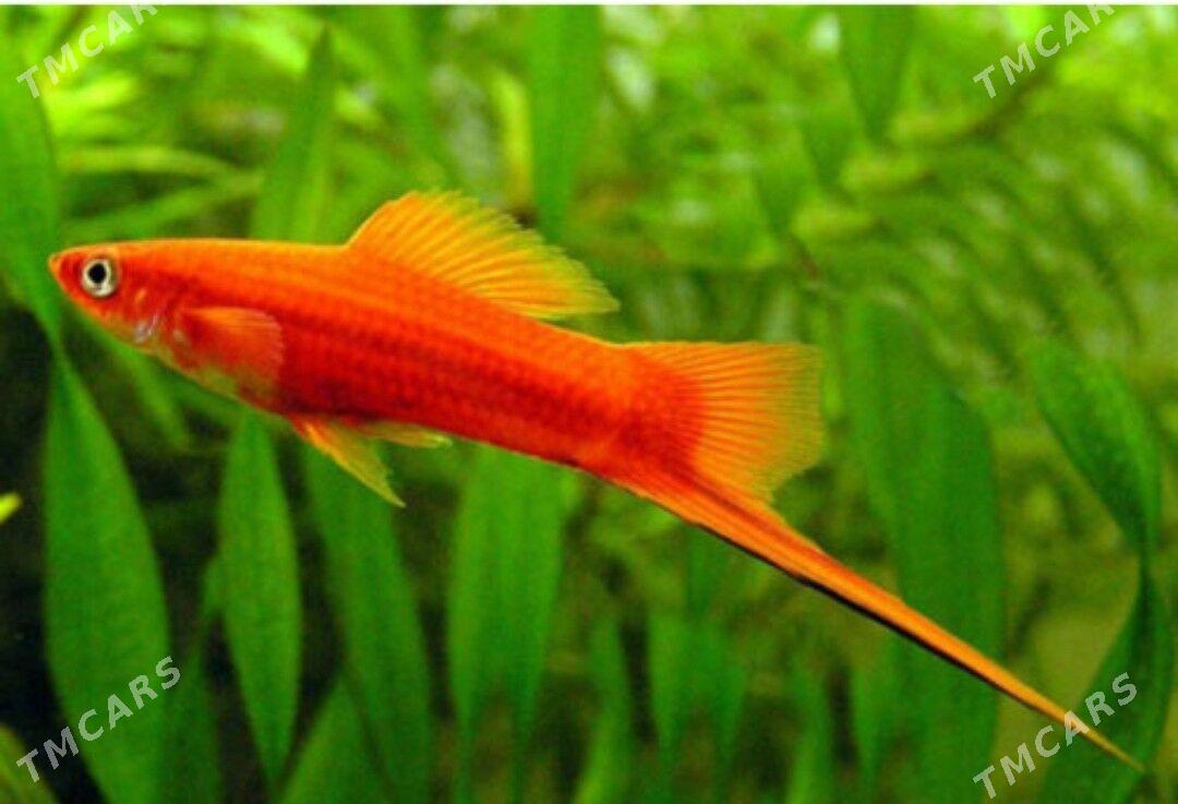 рыбки и растения - Туркменабат - img 7