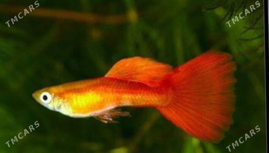 рыбки и растения - Туркменабат - img 3