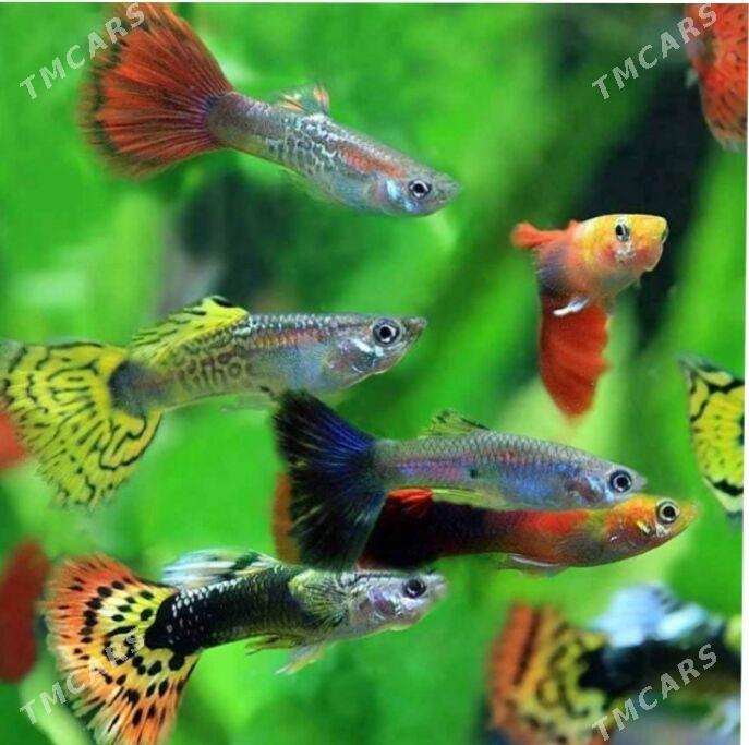 рыбки и растения - Туркменабат - img 4