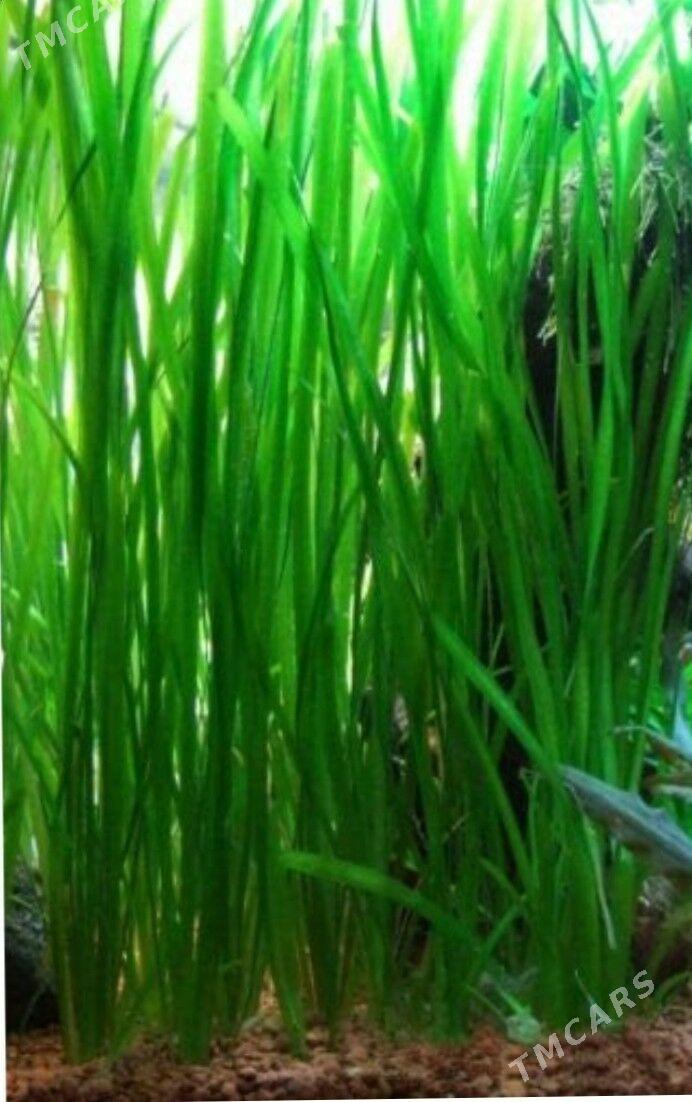 рыбки и растения - Туркменабат - img 6