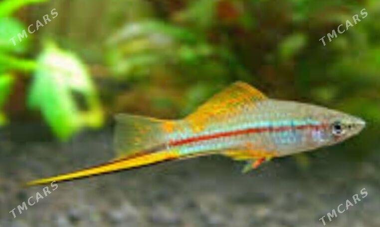 рыбки и растения - Туркменабат - img 8