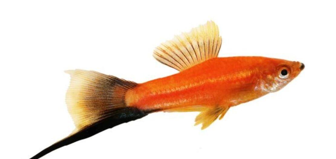 рыбки и растения - Туркменабат - img 2