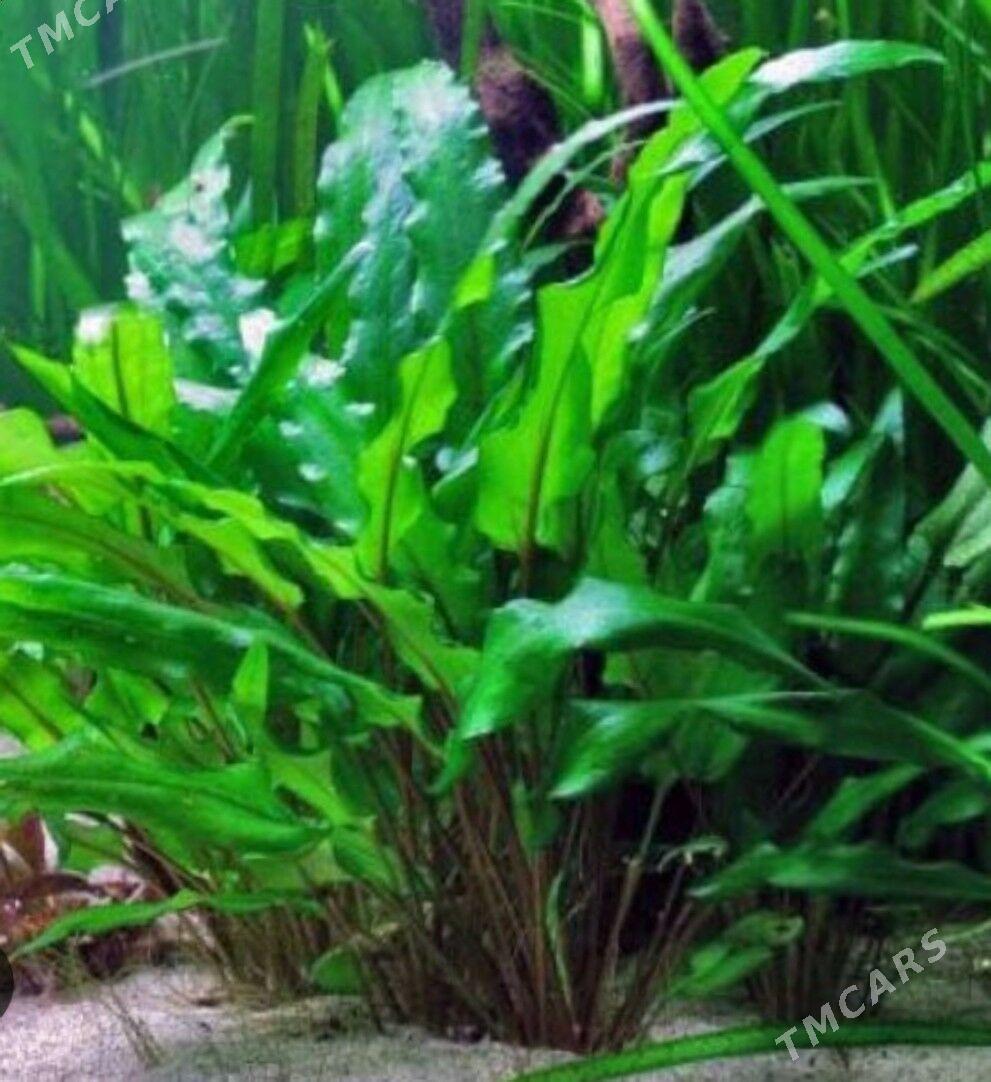 рыбки и растения - Туркменабат - img 9