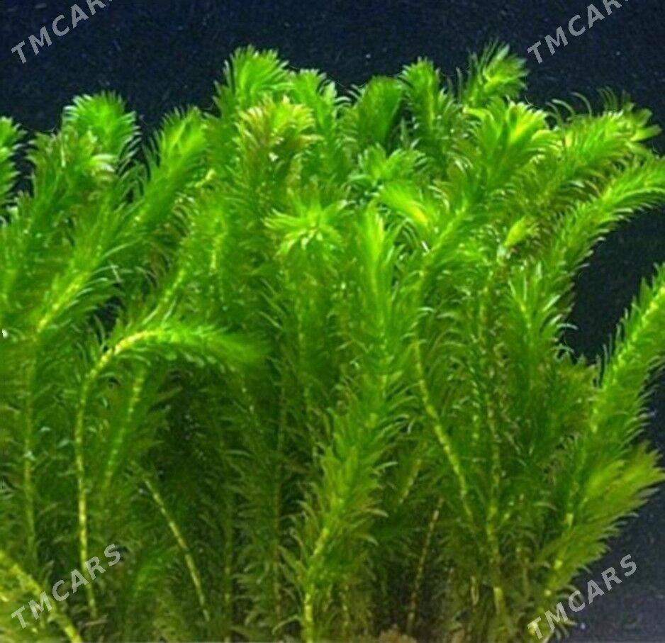 рыбки и растения - Туркменабат - img 10