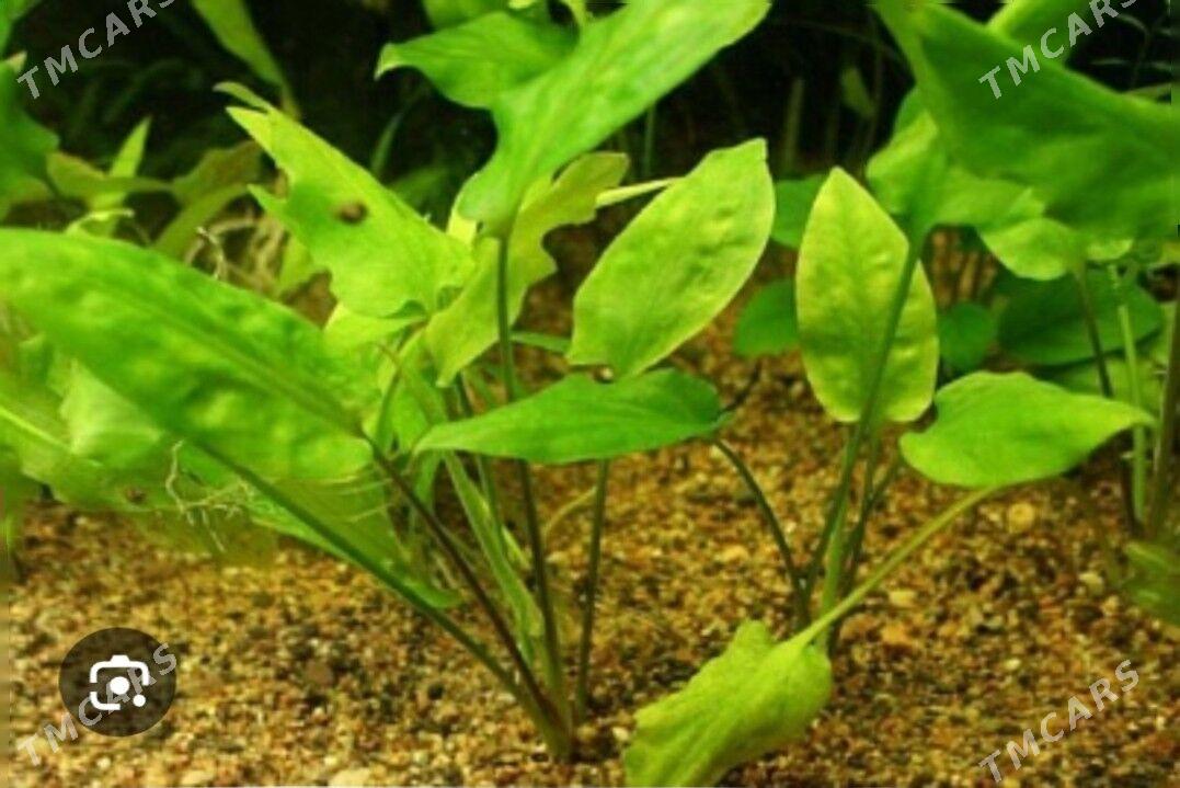 рыбки и растения - Туркменабат - img 5