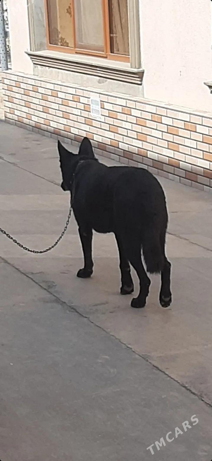 Awstraliýski Awçarka Reks - Baýramaly - img 2