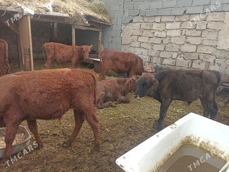öküzçe tüwe öküz göle - Aşgabat - img 6