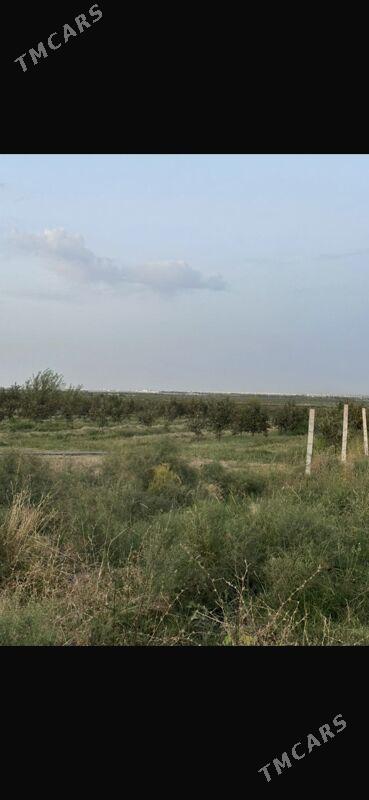 Гекдар Хурма - Bagyr - img 4