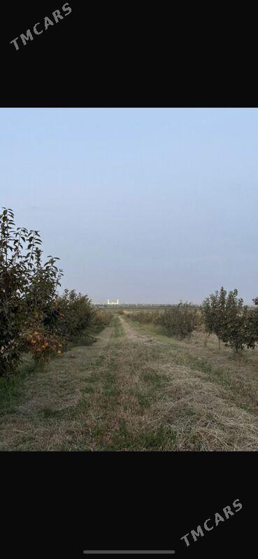 Гекдар Хурма - Bagyr - img 2