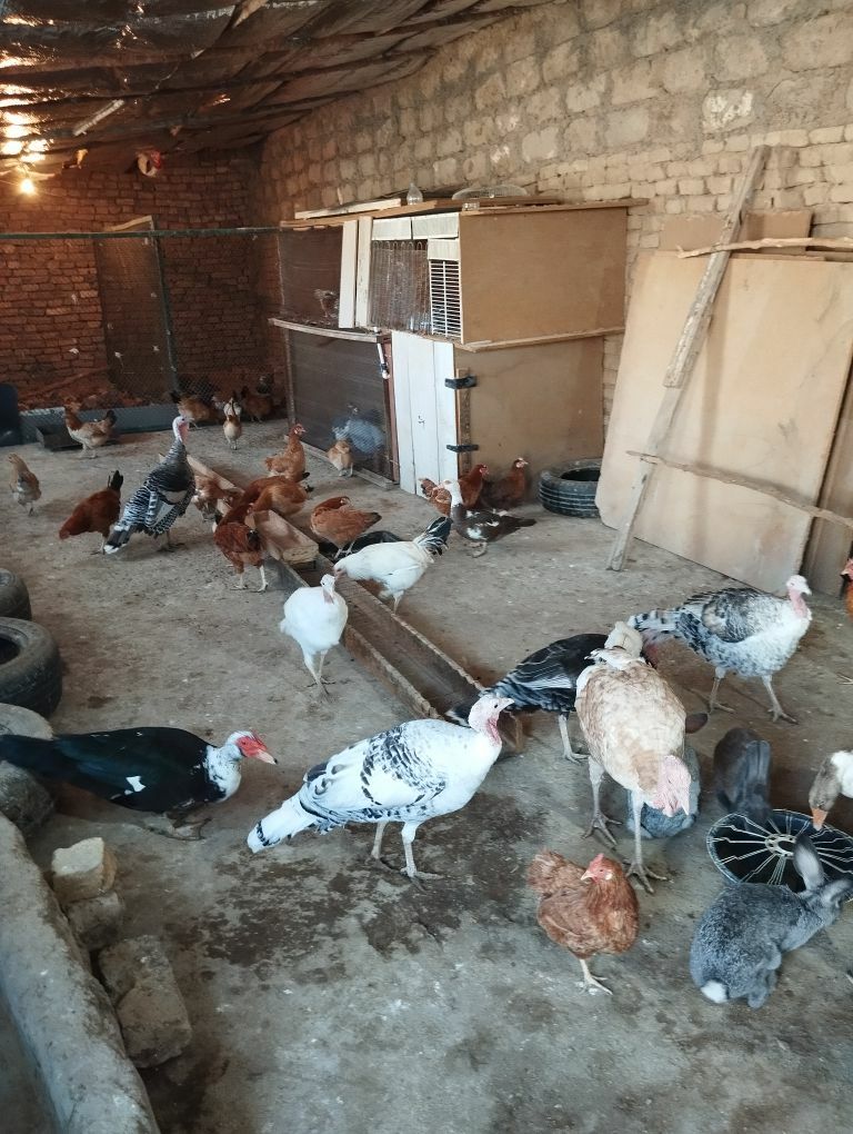 towuk - Гёкдже - img 2