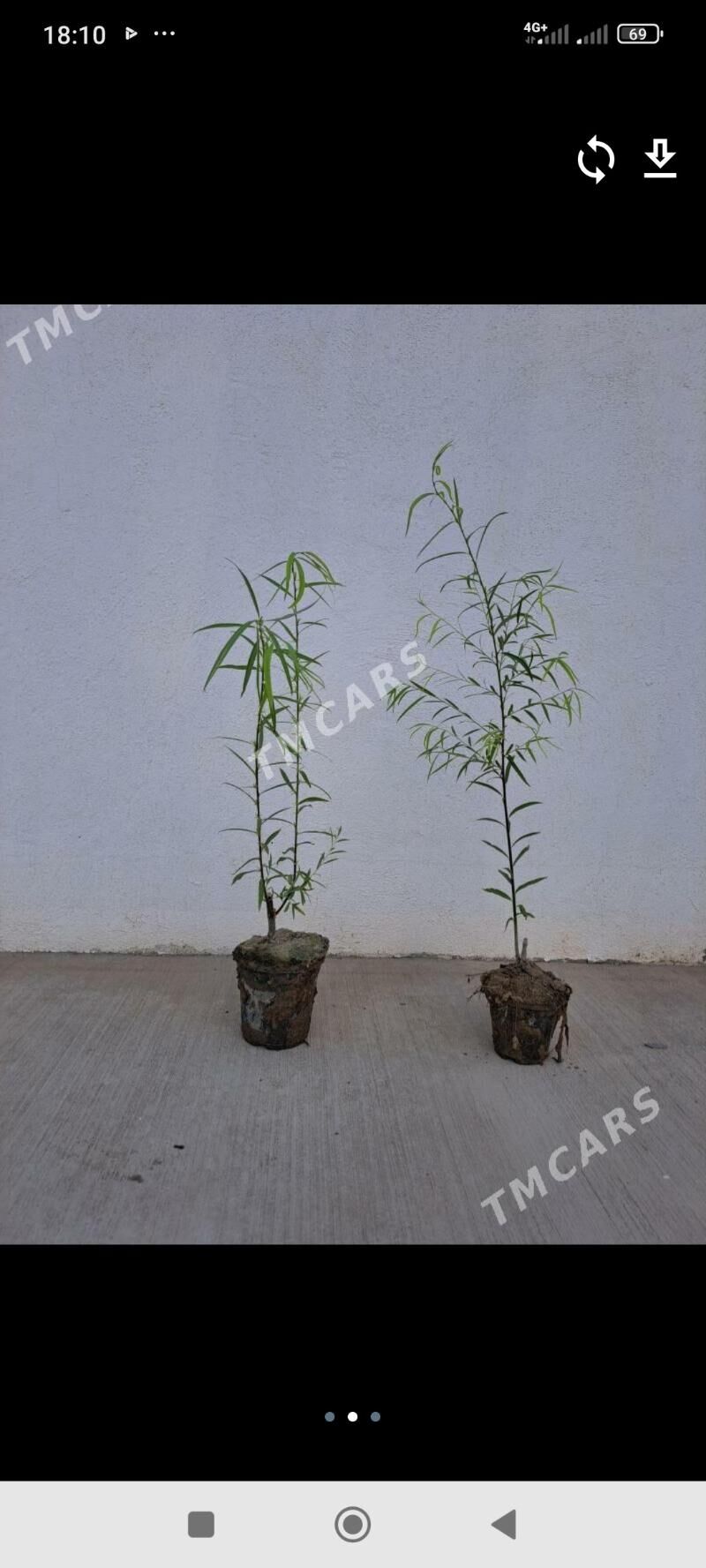 Leylisac nahaly kolegelik - Аркадаг - img 3