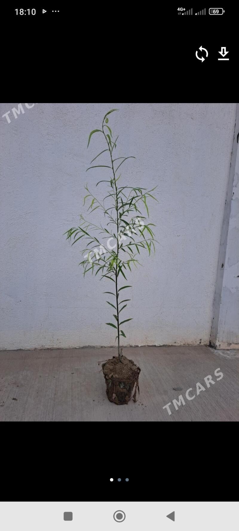 Leylisac nahaly kolegelik - Аркадаг - img 2