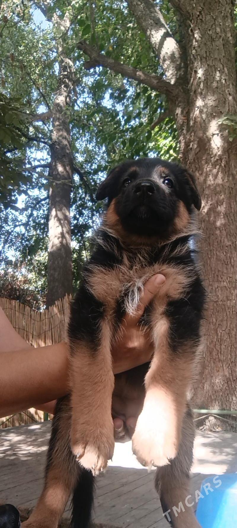 arassa nemeskiy owçarka - Багир - img 2
