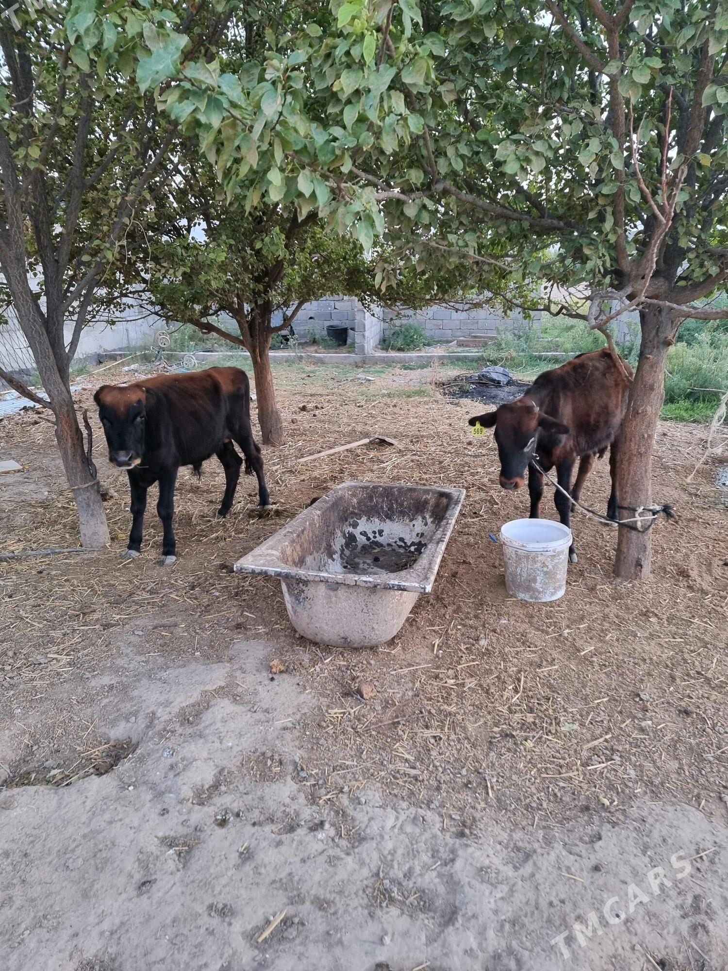 okuz - Кипджак - img 2