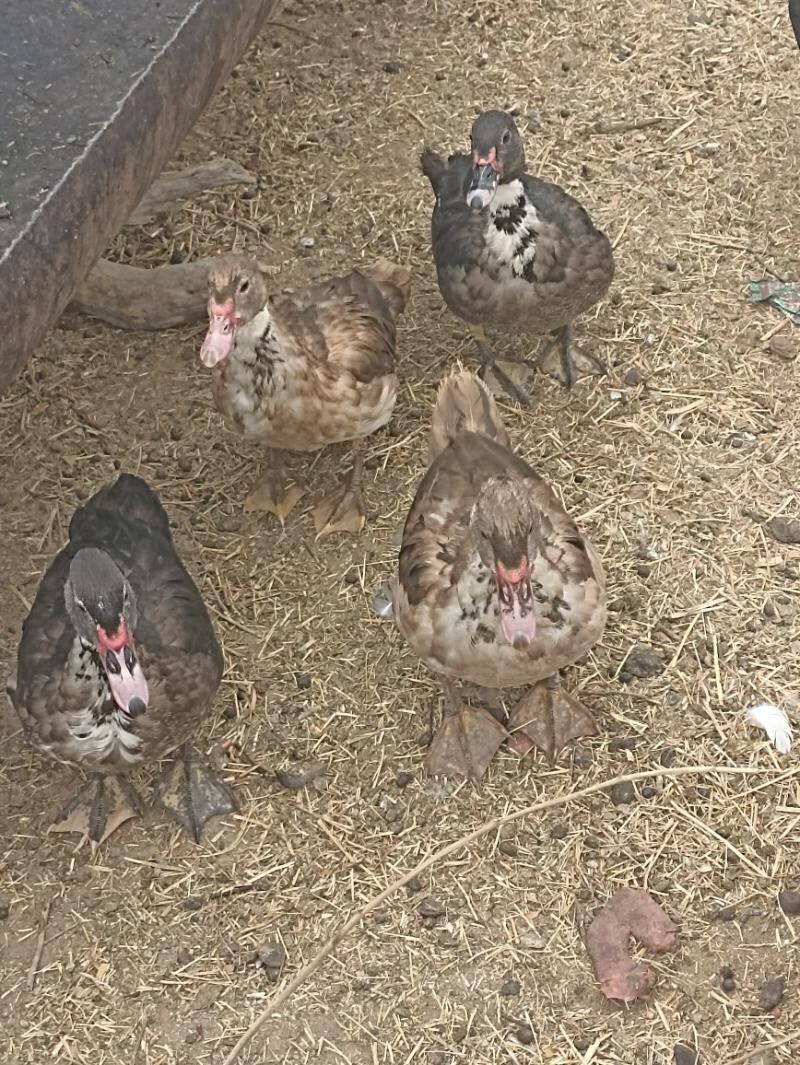 Indautkada ordek - Çoganly - img 8