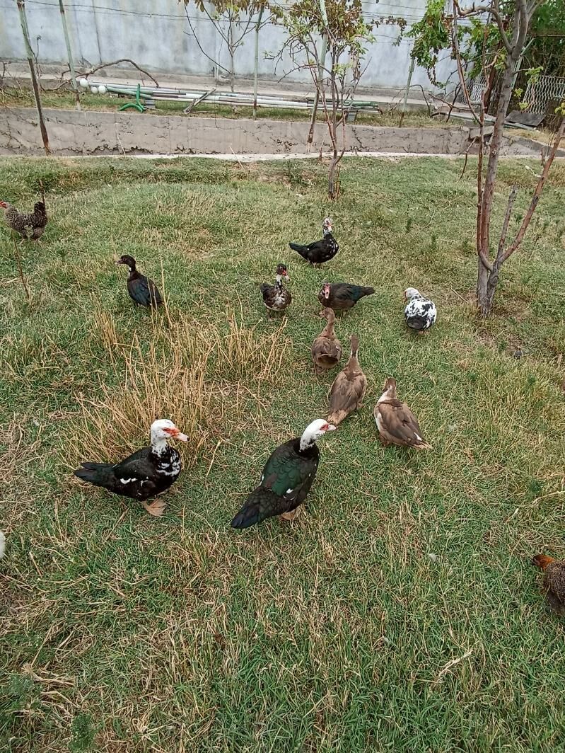 Indautkada ordek - Çoganly - img 6