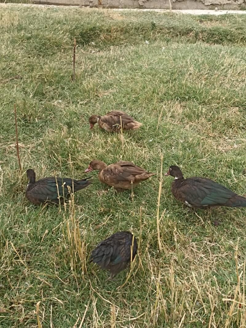 Indautkada ordek - Çoganly - img 7