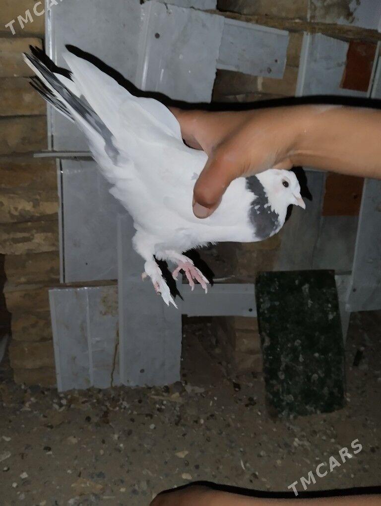 Kepderi - Şatlyk - img 3