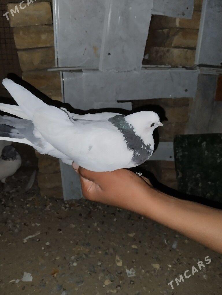 Kepderi - Şatlyk - img 5