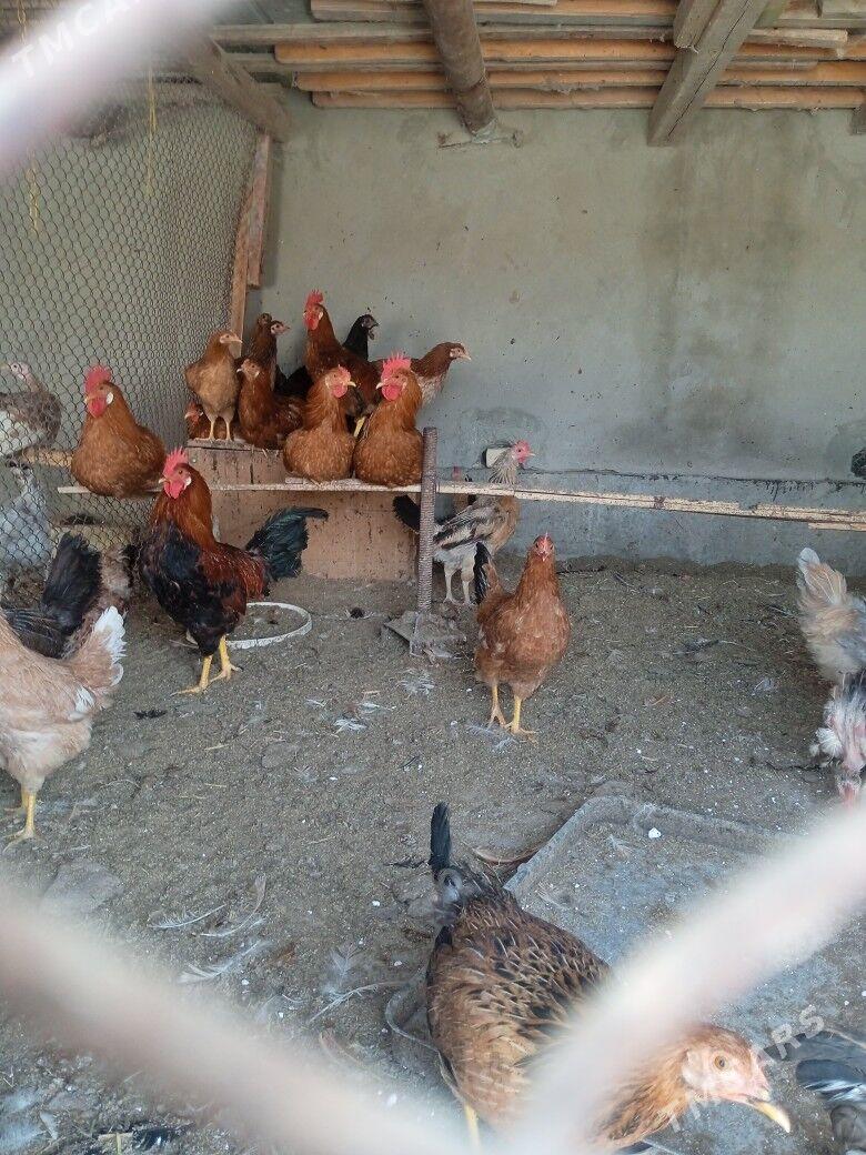 horaz - Türkmenabat - img 3