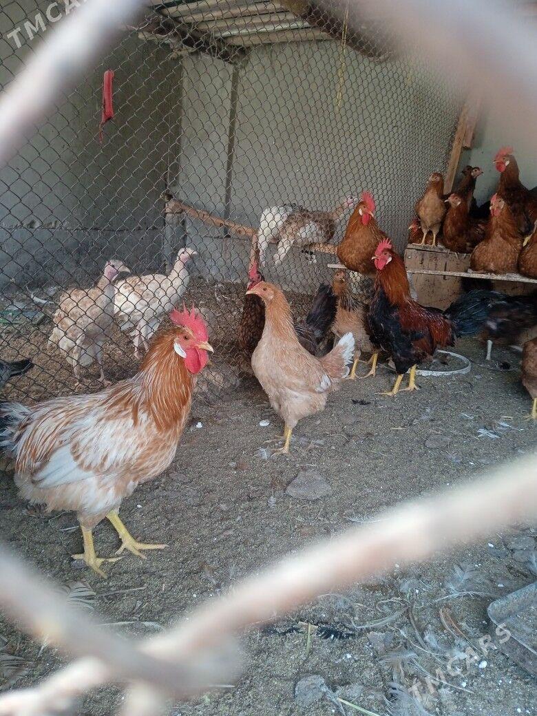 horaz - Türkmenabat - img 2