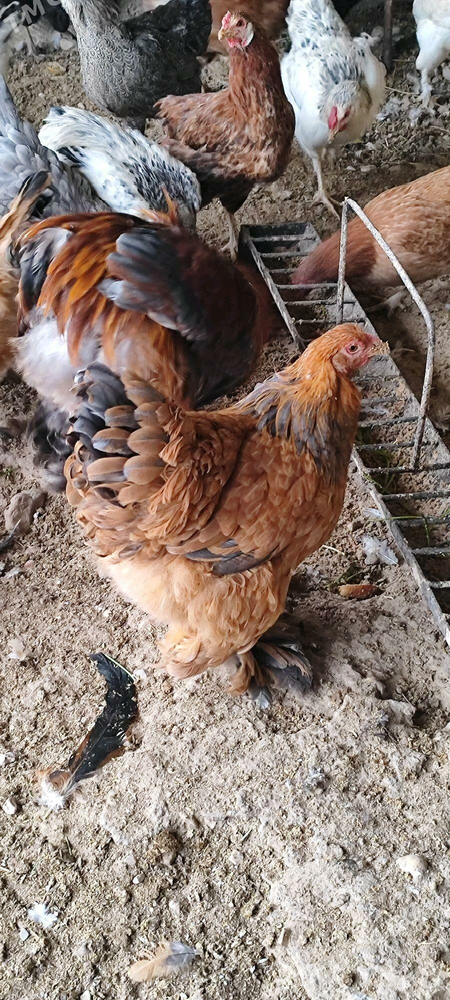 brama towuk - Балканабат - img 1